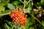 Butterfly milkweed